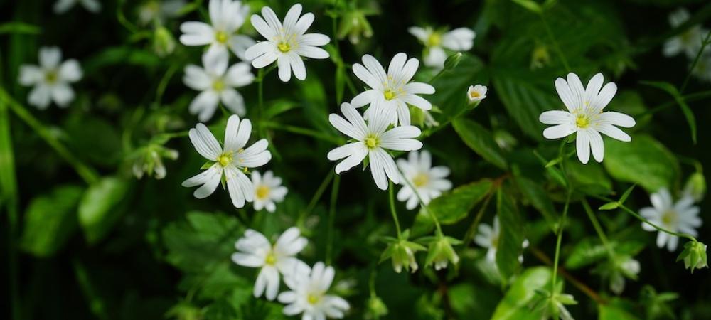 chickweed with small white flowers