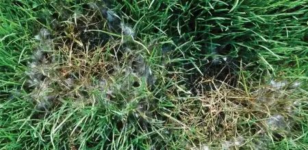 pythium_blight