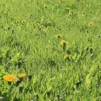 dandelion-weeds-flourishingin-fertilized-lawn