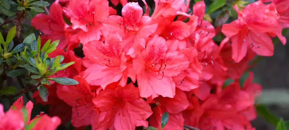 azaleas