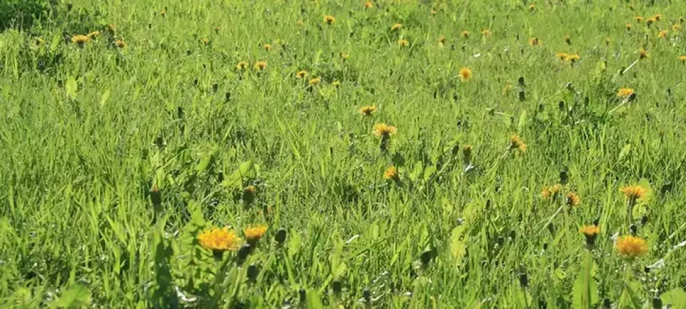 dandelion-weeds-flourishingin-fertilized-lawn