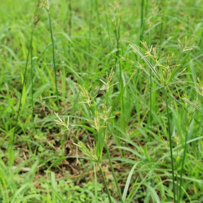 lime green weed called nutsedge in Georgia 