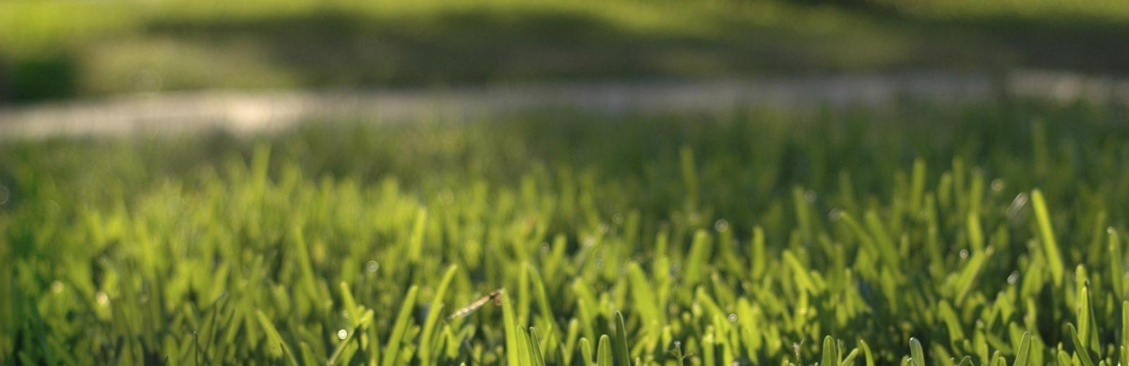 close up of grass with a tree in the background