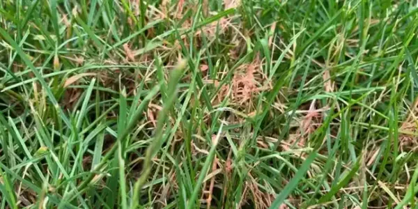 red-thread-lawn-disease