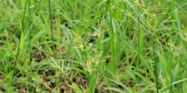 nutsedge weed in georgia