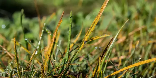 rust-lawn-disease